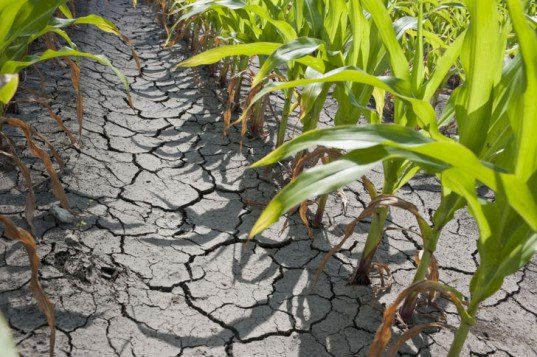 2012 US Drought, Kentucky drought, Illinois crops, Missouri crop yield, Kansas Crop Yields, Kansas drought, Illinois drought, US corn yields, US crop yields, USDA reports, USDA, drought damage, US crop drought