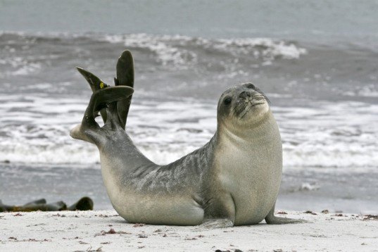 Antarctic Climate & Ecosystem CRC, climate change, elephant seals, antarctica, antarctica ice, ACE CRC, Tasmania, cameras, antarctica sensors, global warming, ocean currents, seals