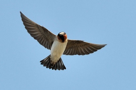 cliff swallow, wingspan, adaptation, car, traffic, charles brown, nebraska, university of tulsa