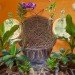 Thai Dome Home by Steve Areen Dome House, Thailand, organic mango farm, sustainable building, terracotta dome house, tropical fauna, green design, sustainable design, eco-design, locally-sourced materials, daylighting, natural ventilation, Steve Areen