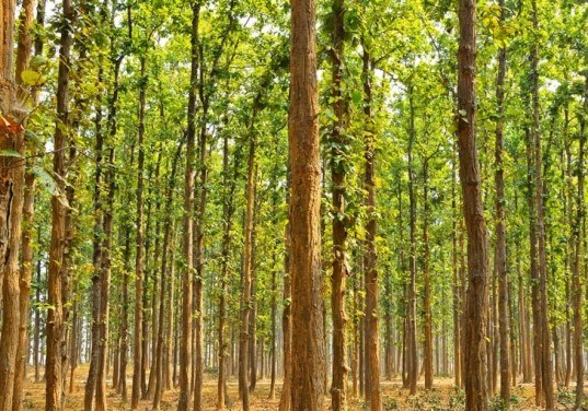 Indian Man Announces Plans to Plant Second 1,300 Acre Forest by Hand