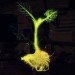 Glowing Plant Project, Glowing Plant Kickstarter Campaign, Kickstarter Project, Glowing Plant Maker Kit, Rewards for Kickstarter Pledges, sustainable lighting innovations, sustainable lighting plants, bioluminescence, bioluminescence innovation, bioluminescence technology, green lighting