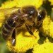 honeybee, croatia, landmine, zagreb university, train, tnt