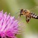 honeybee, croatia, landmine, zagreb university, train, tnt