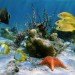 seabed ISA, International Seabed Authority, United Nations, deep sea mining, Lockheed Martin mining, sea bed mining, gold rush of the sea, news, environment, environmental destruction, marine destruction