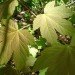 sun, leaves, photosynthesis, electricity, electron, light, power