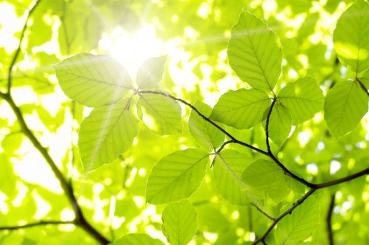 sun, leaves, photosynthesis, electricity, electron, light, power