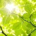 sun, leaves, photosynthesis, electricity, electron, light, power