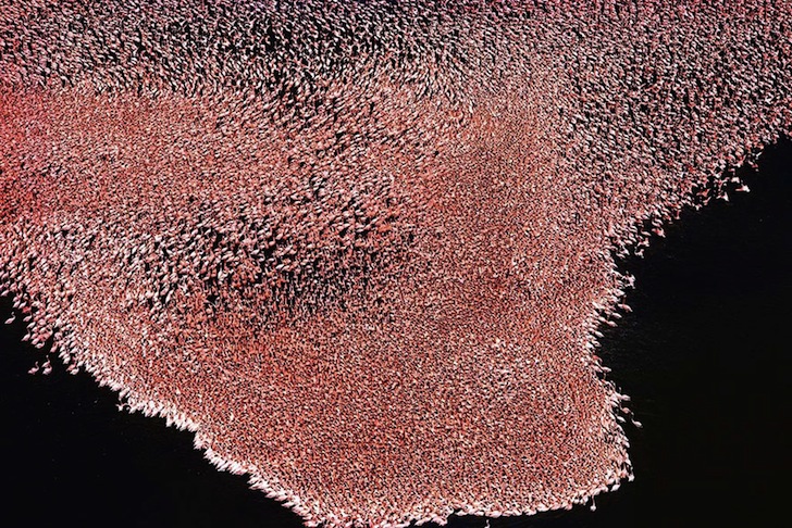 earth day, Yann Arthus-Bertrand, aerial photography, aerial photographs, Yann Arthus-Bertrand photography, earth day photography, landscapes, climate change, new caledonia, heart voh, mangrove swamps, aerial imagery, Yann Arthus-Betrand aerial photography,
