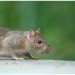 rat, rodent, pest, rat girl