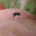 chickungunya mosquito disease, chickungunya mosquito, chickungunya disease, mosquito disease, new mosquito disease, chickungunya mosquito virus, chickungunya mosquito virus, mosquito virus, blood borne viruses, new viruses, Florida mosquito, Florida mosquito virus, mosquito spreading, preventing mosquito disease, preventing mosquito bites, summer mosquito spread, summer mosquito diseases, pest news