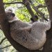 animal behavior, animal cooling, how animals stay cool, how animals cool off, Australia heat, Australia animals, cooling in Australia, koala behavior, koala cooling, Koala research, tree hugging, tree huggers, koala tree hugging, koala tree huggers, koala trees, cooling behaviors, cooling down, temperature, global warming