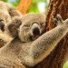 animal behavior, animal cooling, how animals stay cool, how animals cool off, Australia heat, Australia animals, cooling in Australia, koala behavior, koala cooling, Koala research, tree hugging, tree huggers, koala tree hugging, koala tree huggers, koala trees, cooling behaviors, cooling down, temperature, global warming