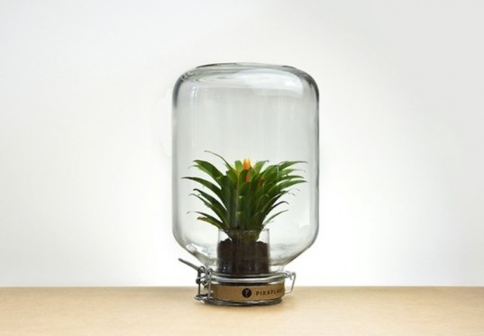 pikaplant, pikaplant jar, reader submitted content, zero maintenance plant, self sustaining biotope, biotope, tabletop plant, natural water system, water recycling, plants, botanical