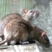 rats, rat, rat girl, san francisco, animal control, rodent, infestation, mental health, breeding, public health, hoarding, woman living with rats, San Francisco rat girl