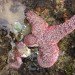star fish extinction, sea star extinction, Oregon starfish extinction, Oregon sea star extinction, Oregon sea star wasting disease, Oregon starfish wasting disease, sea star wasting disease, starfish wasting disease, starfish epidemic, sea star epidemic, purple ochre starfish, purple ochre sea star, purple ochre starfish extinction, sea star purple ochre extinction, ocean ecology, sea ecology, Oregon ocean ecology, Oregon coast starfish, Oregon coast ecology, sea life extinction, sea life diseases