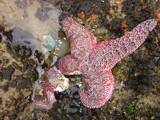 star fish extinction, sea star extinction, Oregon starfish extinction, Oregon sea star extinction, Oregon sea star wasting disease, Oregon starfish wasting disease, sea star wasting disease, starfish wasting disease, starfish epidemic, sea star epidemic, purple ochre starfish, purple ochre sea star, purple ochre starfish extinction, sea star purple ochre extinction, ocean ecology, sea ecology, Oregon ocean ecology, Oregon coast starfish, Oregon coast ecology, sea life extinction, sea life diseases