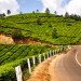 india, trees, pollution, climate, change, youth, unemployment, highways, government,