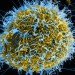 Kawaoka, Professor Kawaoka, H1N1, H1N1 supervirus, supervirus, spreading supervirus, Professor makes supervirus., biohazard, University of Wisconsin Madison, bio manipulation, creating viruses, changing viruses, H1N1 evolving virus, virus evolution, Contagion, virus contagion, horror movies, virus movies
