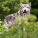 wolf, grey wolf, Discovery, Discovery Channel Canada, red wolf, Man-eating Super Wolves, apex predators, hunting, documentary, animal culls, campaign, petition