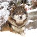 wolf, grey wolf, Discovery, Discovery Channel Canada, red wolf, Man-eating Super Wolves, apex predators, hunting, documentary, animal culls, campaign, petition
