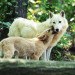 wolf, grey wolf, Discovery, Discovery Channel Canada, red wolf, Man-eating Super Wolves, apex predators, hunting, documentary, animal culls, campaign, petition