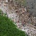 governor jerry brown, statewide plastic bag ban, plastic bag ban, california plastic bag ban, california bag ban, californians against waste, mark murray, plastic bags, plastic waste,