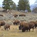 bison, buffalo, Yellowstone National Park, animal cull, hunting, Montana, Wyoming, Idaho, population control, American Indian traditional hunting, traditional food sources, wild animals, herbivores, national park management,