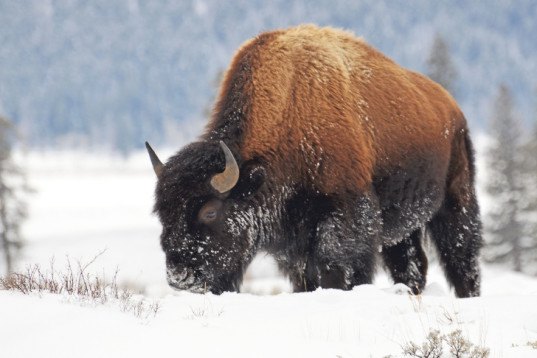 yellowstone bison cull 2