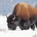 bison, buffalo, Yellowstone National Park, animal cull, hunting, Montana, Wyoming, Idaho, population control, American Indian traditional hunting, traditional food sources, wild animals, herbivores, national park management,