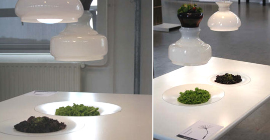 Homegrown Table Sebastian Brajkovic 2