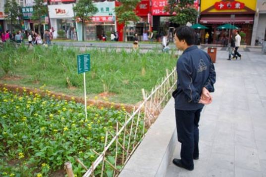 origin of food, local food, food scarcity, urban farm, urban farming, installation, shenzen, china