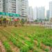 origin of food, local food, food scarcity, urban farm, urban farming, installation, shenzen, china