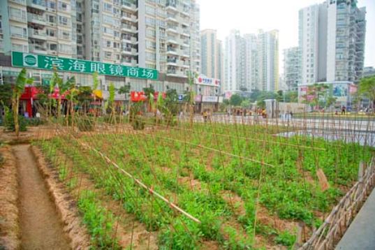 origin of food, local food, food scarcity, urban farm, urban farming, installation, shenzen, china