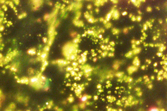 sustainable design, green design, Plasmon-Induced Electrical Conduction, solar power, renewable energy, electricity, Nano/Bio Interface Center, University of Pennsylvania, gold nanoparticles