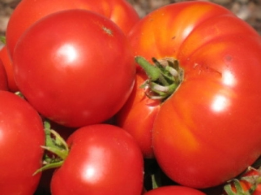 tomato, gmo, pesticide