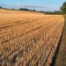 atrazine, syngenta, herbicide, pesticide, drinking water, water pollution, water contamination, midwest, corn, farm, field, pollution, pollutant, frogs, contaminated