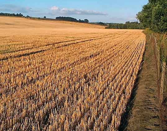 atrazine, syngenta, herbicide, pesticide, drinking water, water pollution, water contamination, midwest, corn, farm, field, pollution, pollutant, frogs, contaminated