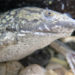 frogs, herbicide, pesticide, agriculture, sustinabale agriculture, ground pollution, sex change, agricultural research, farming, corn, crop pollutant