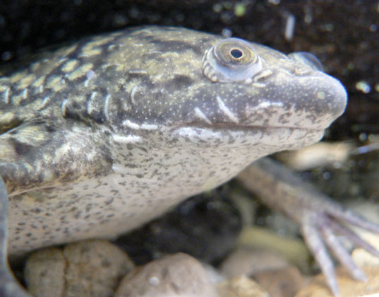 frogs, herbicide, pesticide, agriculture, sustinabale agriculture, ground pollution, sex change, agricultural research, farming, corn, crop pollutant