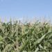frogs, herbicide, pesticide, agriculture, sustinabale agriculture, ground pollution, sex change, agricultural research, farming, corn, crop pollutant