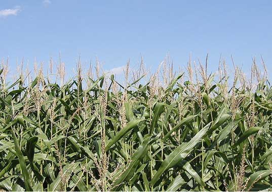 frogs, herbicide, pesticide, agriculture, sustinabale agriculture, ground pollution, sex change, agricultural research, farming, corn, crop pollutant