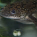 frogs, herbicide, pesticide, agriculture, sustinabale agriculture, ground pollution, sex change, agricultural research, farming, corn, crop pollutant