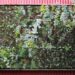 Flora grubb gardens, gardening panels, modular gardening panels, vertical gardens, DIY, DIY vertical gardens, green home décor, green furniture, planting cells, wall planting, vertical planting, wall gardens
