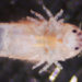 bioful, gribble, uk, conversion process, biofuel production, eco design, green design