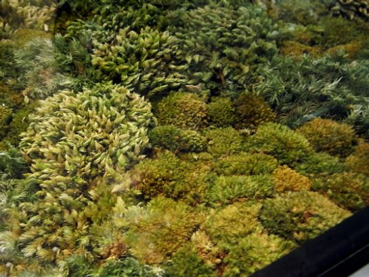 moss table, living furniture, ayodhya, green furniture, organic furniture, plant furniture