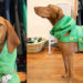 Recycling Zychal, Umbrella, Upcycling, Sustainable Design, Inhabitat, Green Design, Upcycling, Pet Coat, Hoods, Cat Toys, Sustainable Pet Coats, Sustainable Cat Toys, Sustainable Pets