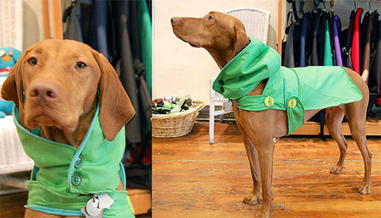 Recycling Zychal, Umbrella, Upcycling, Sustainable Design, Inhabitat, Green Design, Upcycling, Pet Coat, Hoods, Cat Toys, Sustainable Pet Coats, Sustainable Cat Toys, Sustainable Pets