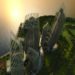 daniel libeskind, green mark, singapore, green design