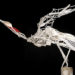 recycled materials, sculptures from recyled materials, sculptures from trash, eco art, plastic sculptures, sayaka ganz, garbage sculptures, animal sculptures